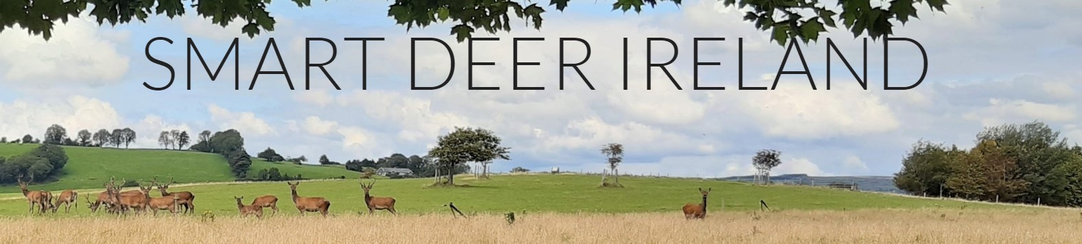 Smartdeer Ireland heading